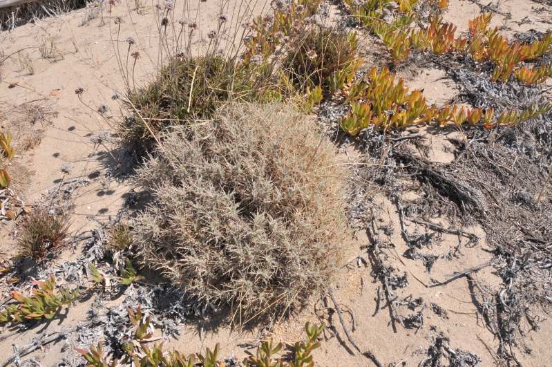 Astragalus thermensis / Astragalo di Sciacca